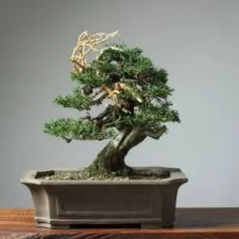 Wonderful Bonsai Plants